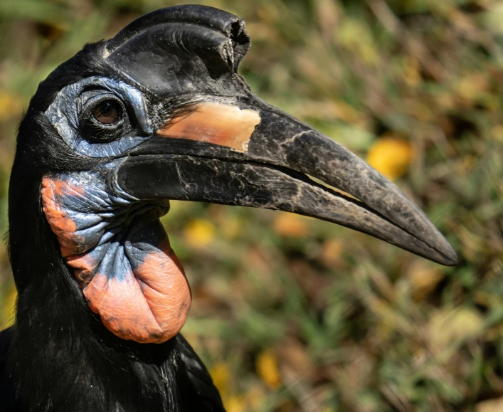 a close up of a colorful, black bird near bushes