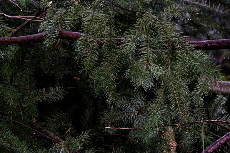 a very close up view of the nches and bark of a pine tree