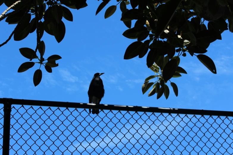 a bird perched on the top of a fence