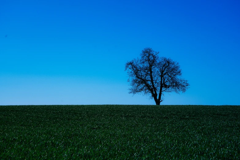a lonely tree in a grassy field with blue sky behind it