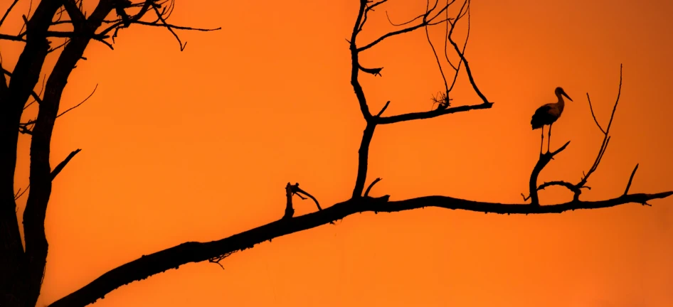 an orange sky is shown with a tree nch