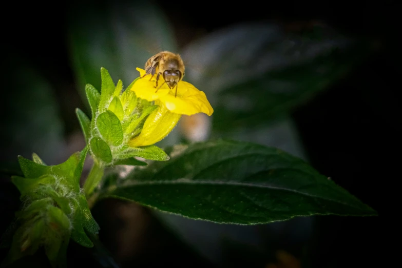 a yellow flower with a bee on it