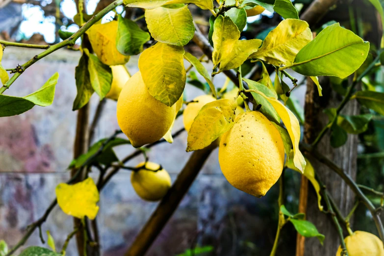 some yellow lemons hanging from a tree with leaves