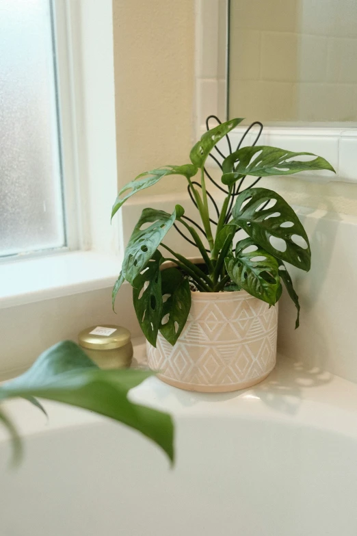 a potted plant sitting on a bathroom sink