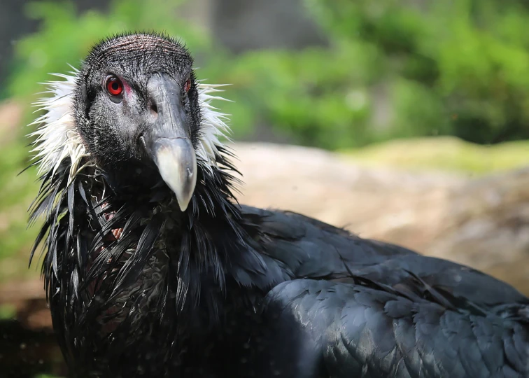 a close up of a bird near grass