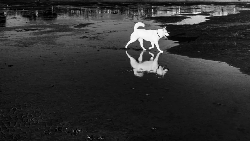 black and white po of a dog on the beach