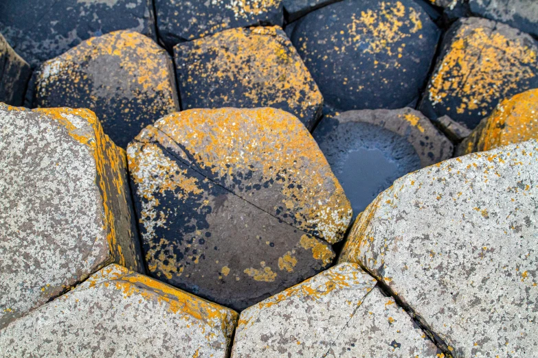 some kind of thing that is on the rock