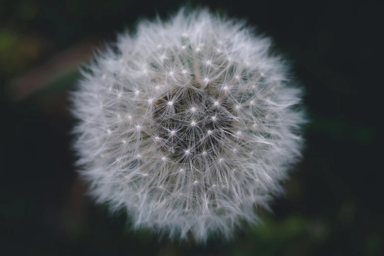 a dandelion is in the air with only white flowers