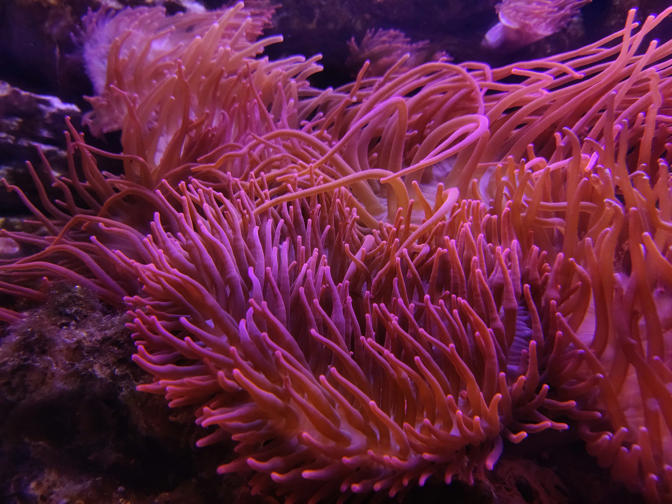 a large group of orange corals in an aquarium