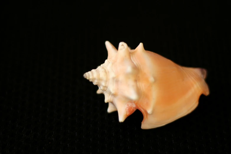 a close up of a small orange and white shell
