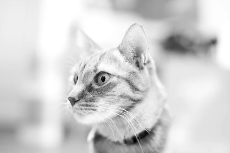 a cat looking up with one ear extended and two paws extended