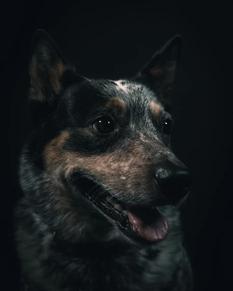 a dog in the dark, smiling at soing