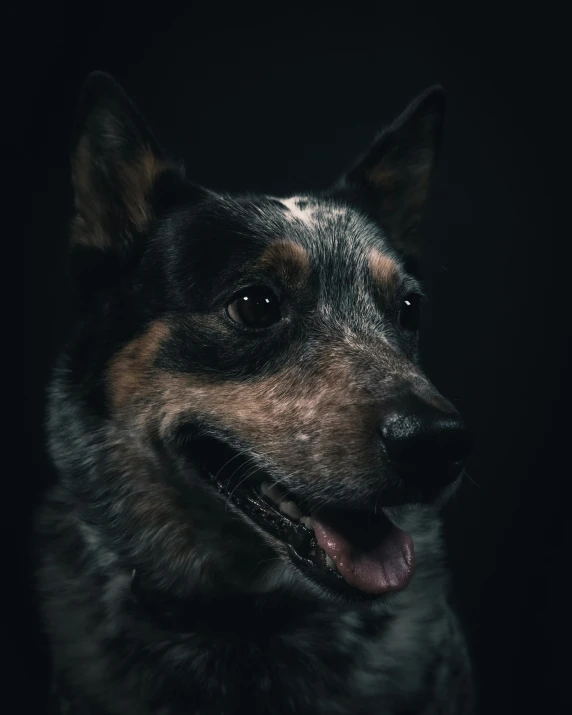 a dog in the dark, smiling at soing