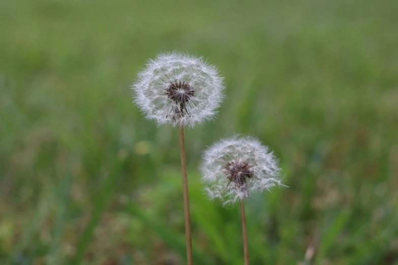 a couple of white dandelions sitting on top of a grass covered field