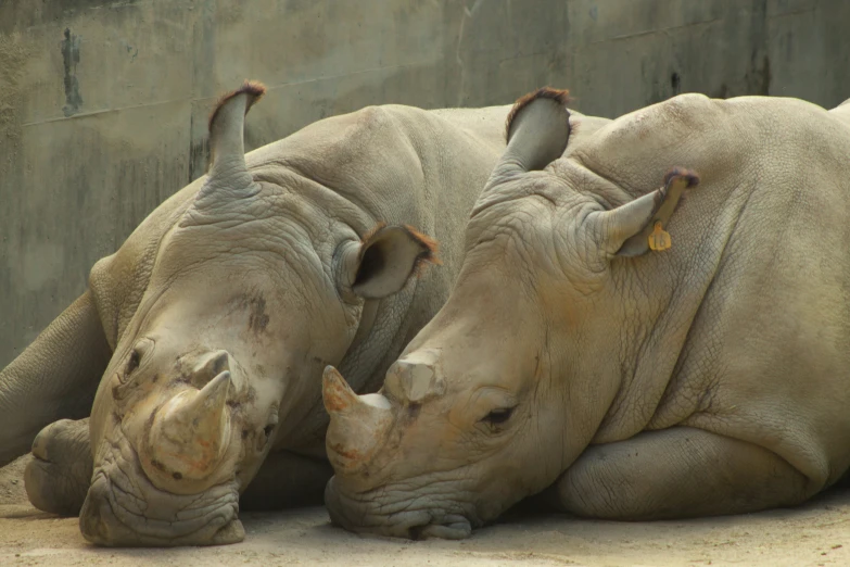 the rhino is lying down on the dirt