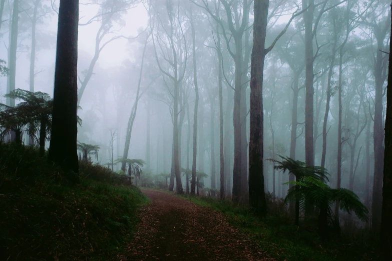 a foggy forest with lots of tall trees