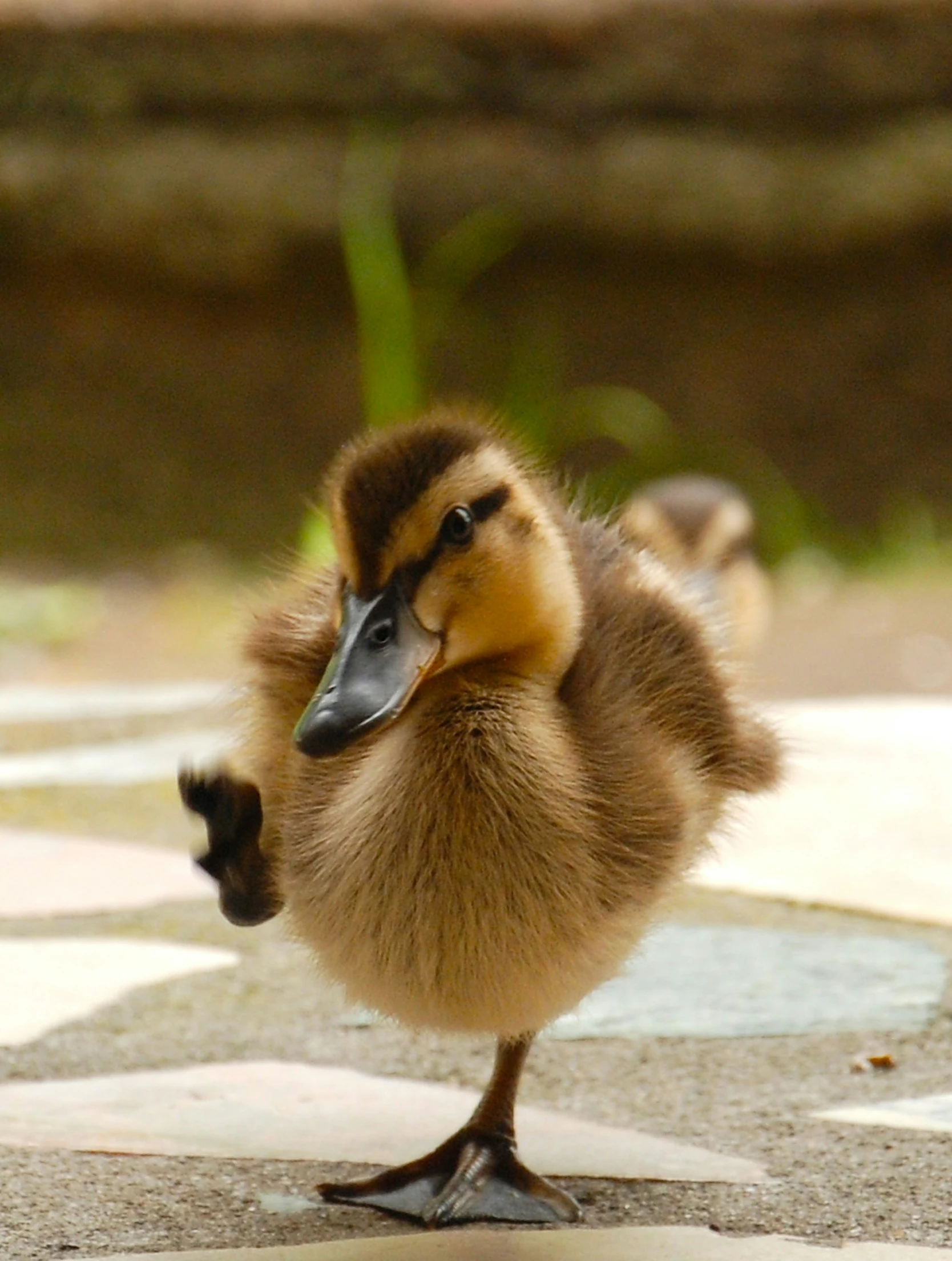 a baby duck is standing on the edge of a tile walkway