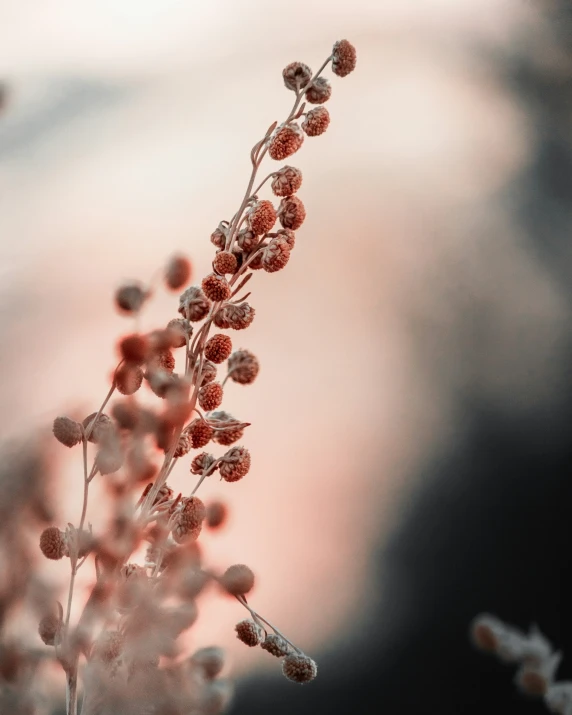 a very pretty flower in the middle of a picture