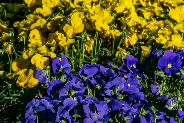 there is a bunch of yellow and blue flowers