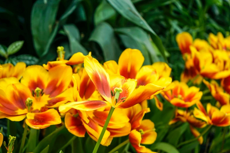 large orange flowers with green leaves in background