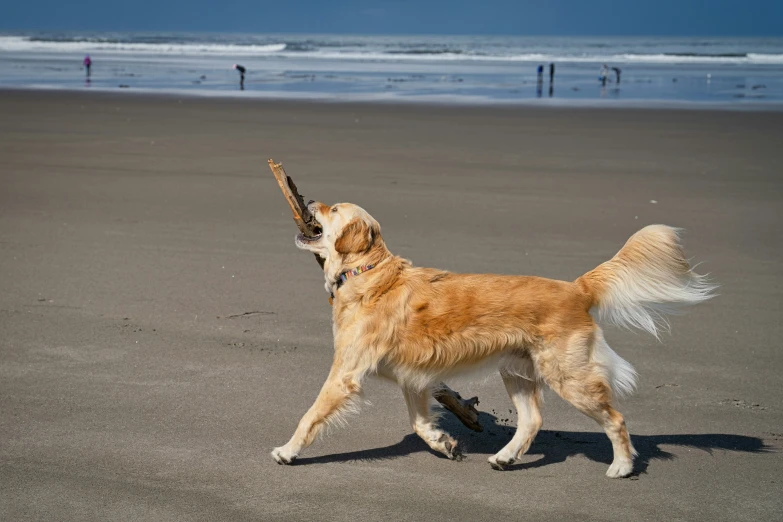 a golden retriever dog standing on top of a beach