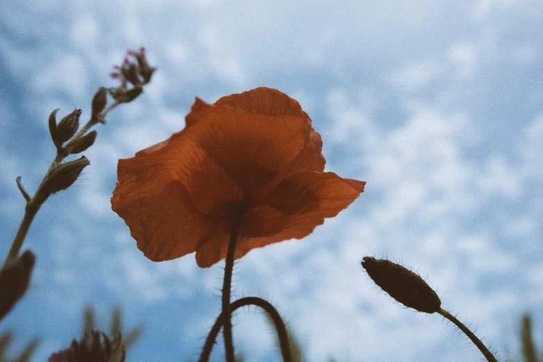 two orange flowers and some blue sky with clouds