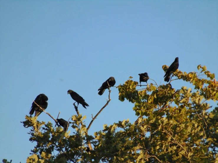 the birds are sitting on top of a tree