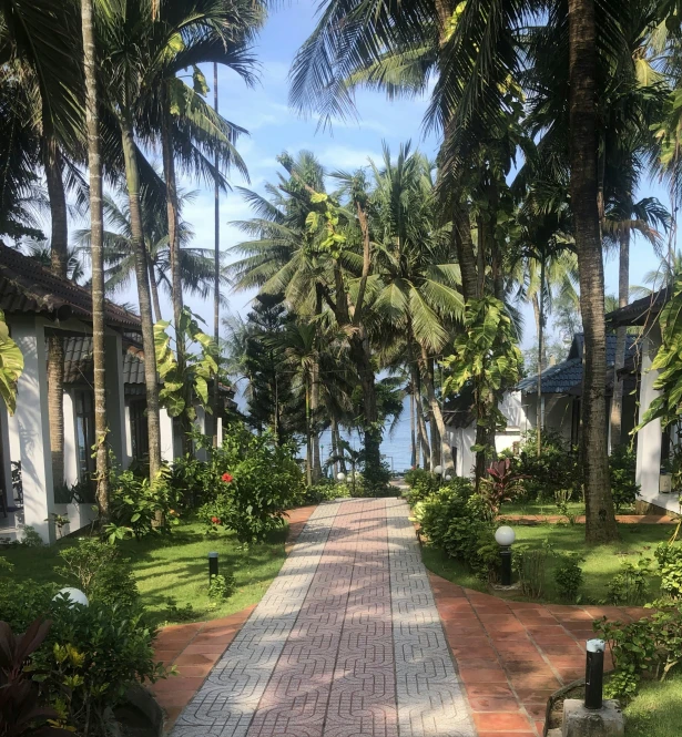 a palm tree lined path leading to cottages