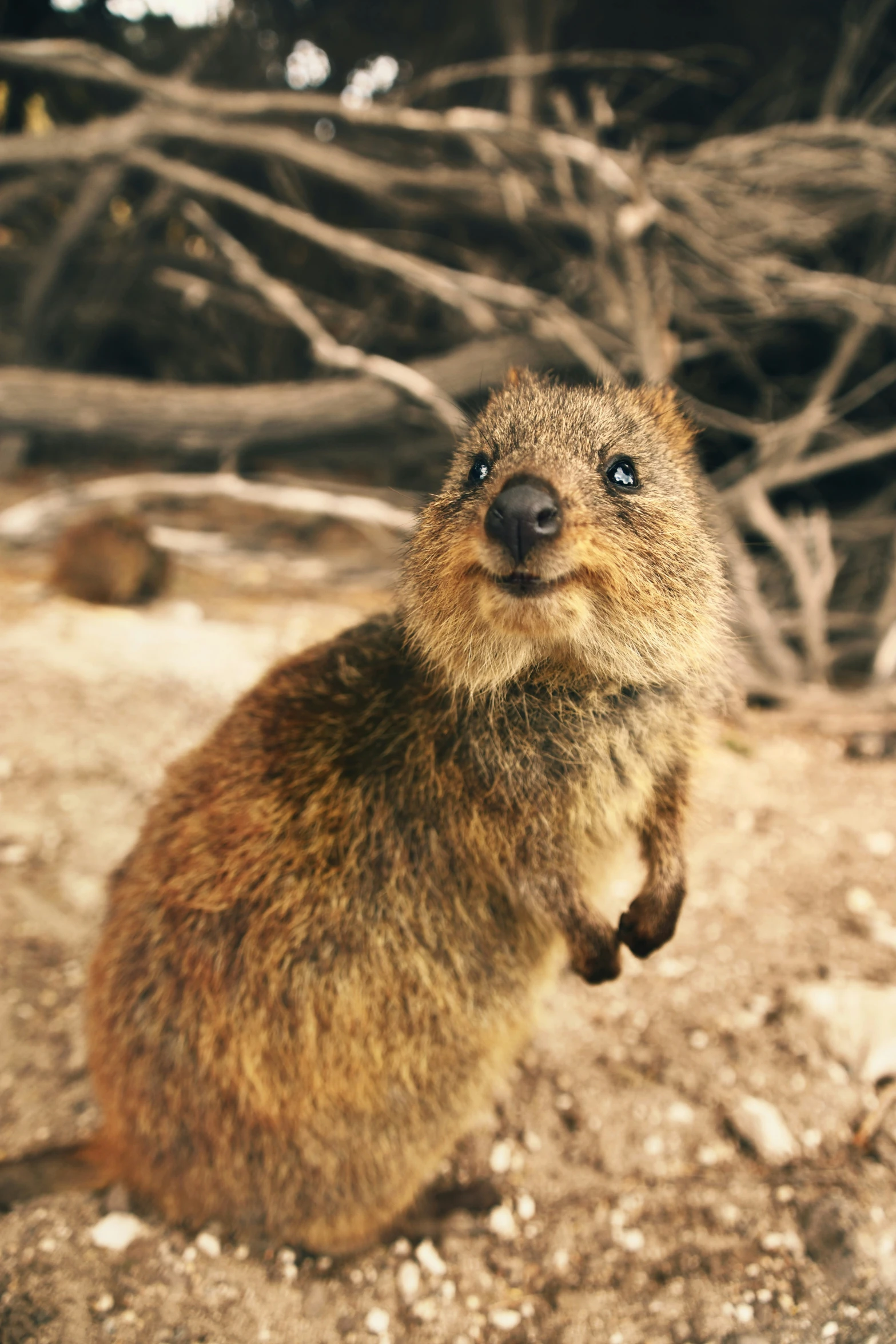 an animal sitting on a dirt ground next to trees