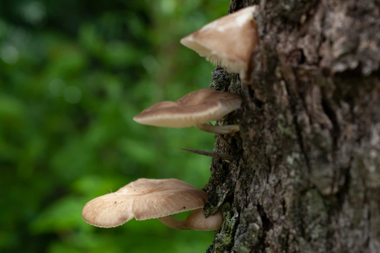several mushrooms growing on the bark of a tree