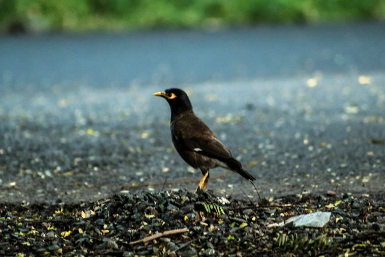 a black bird standing on a pile of seaweed