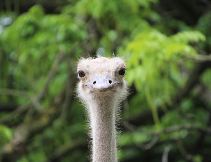 the head of an ostrich looking over its shoulder