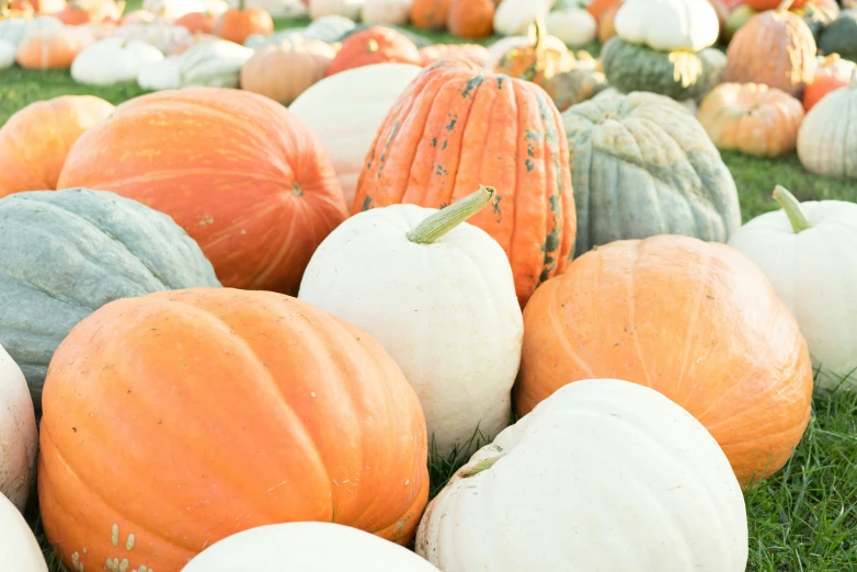 a lot of white and orange pumpkins all laying in the grass