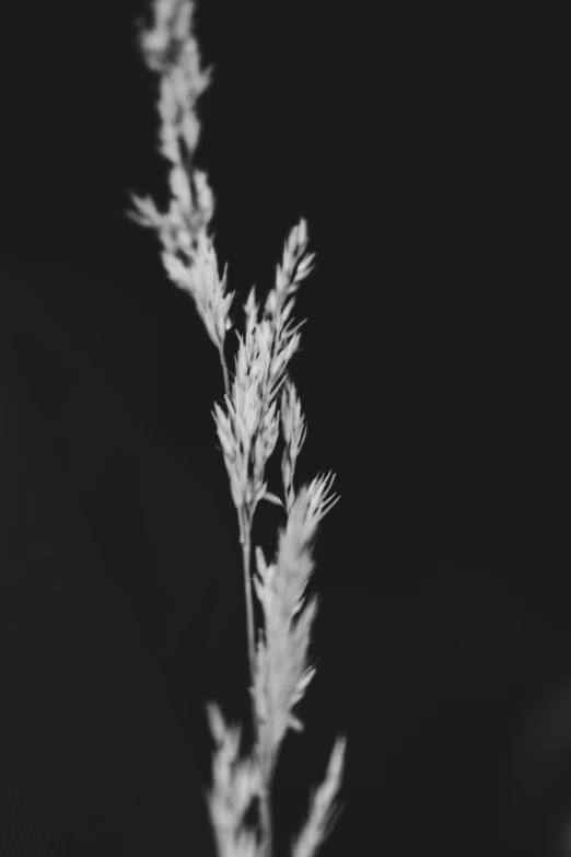 a black and white po of some plant