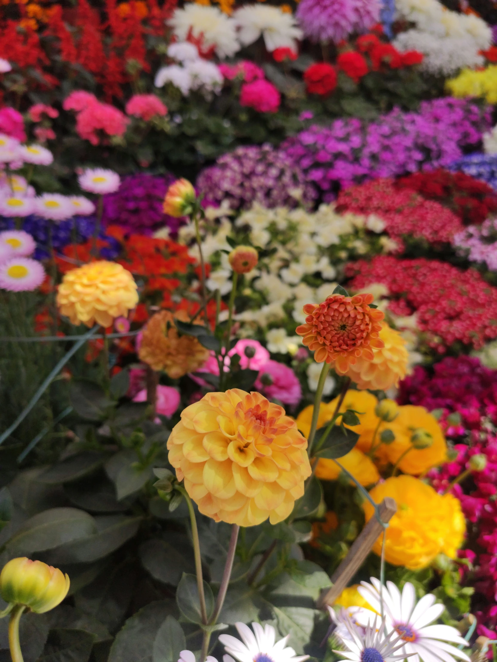 there is an enormous group of different flowers