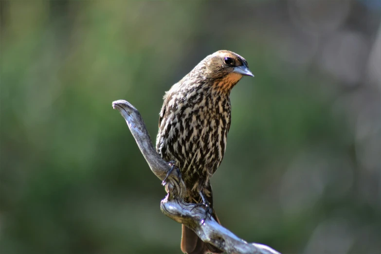 an adult bird perches on a nch while standing in a forest