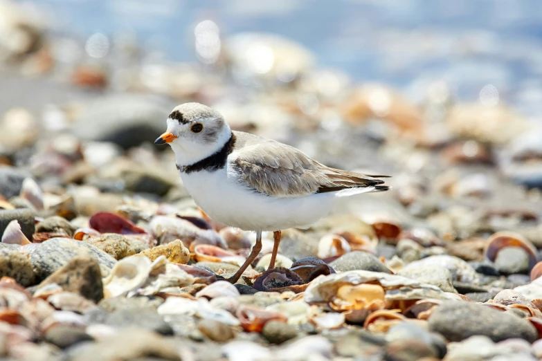 a little bird standing on a sandy beach