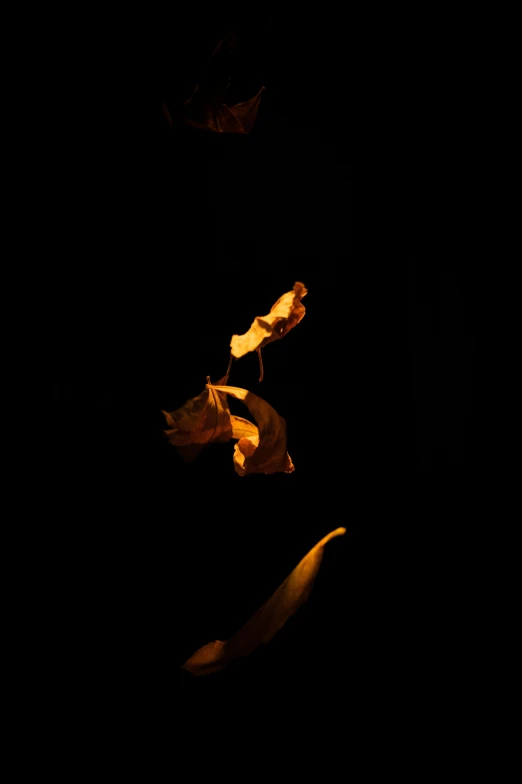 two leaves are being blown in the dark