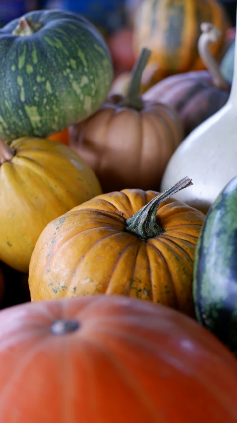 various gourds, including squash, are stacked close together