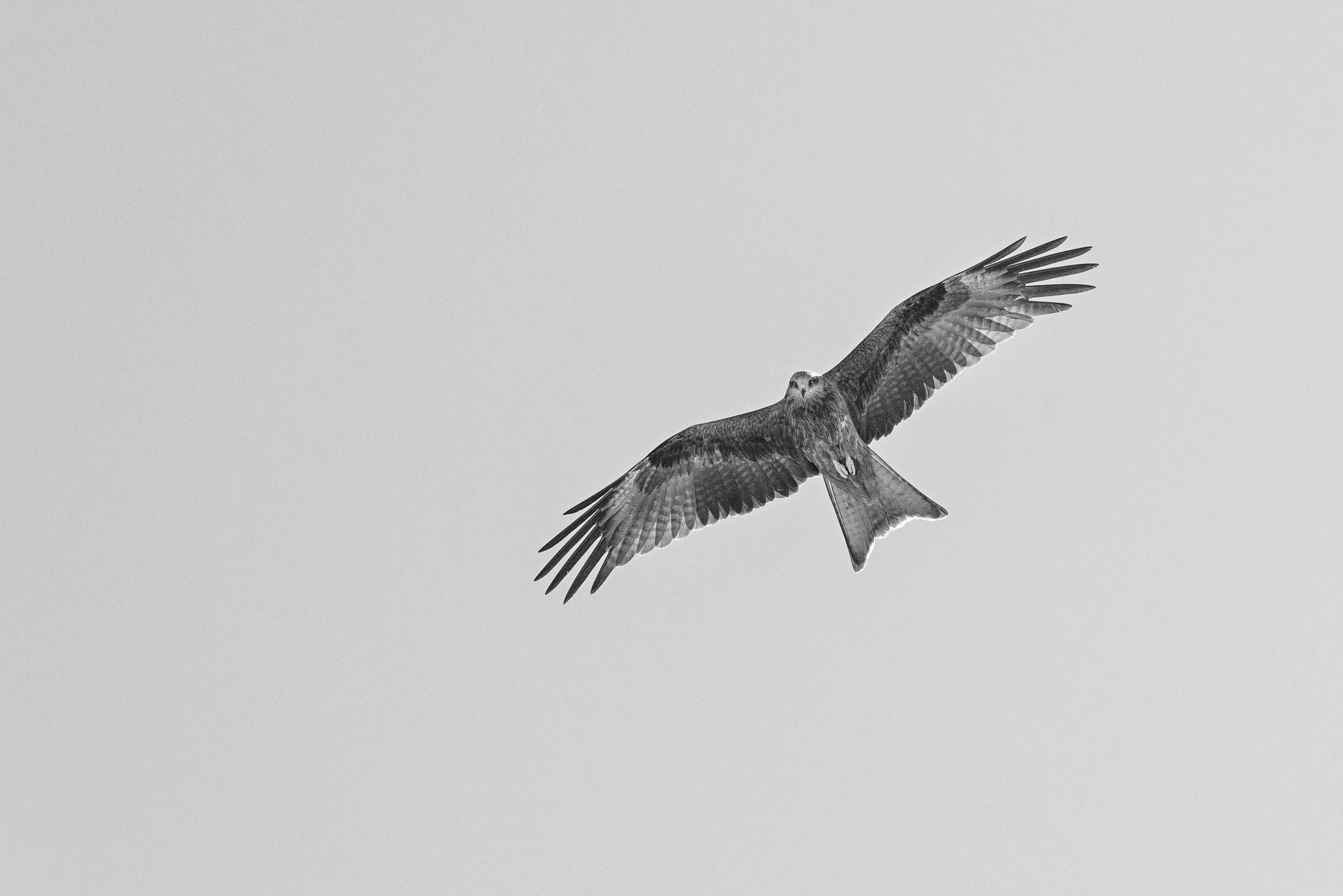 a hawk soaring through the sky as it appears to be descending