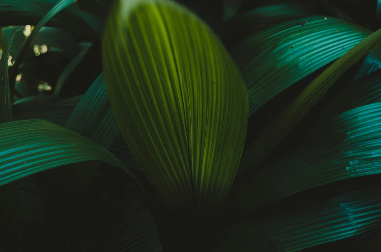 closeup of the leaves of a plant with soft sunlight