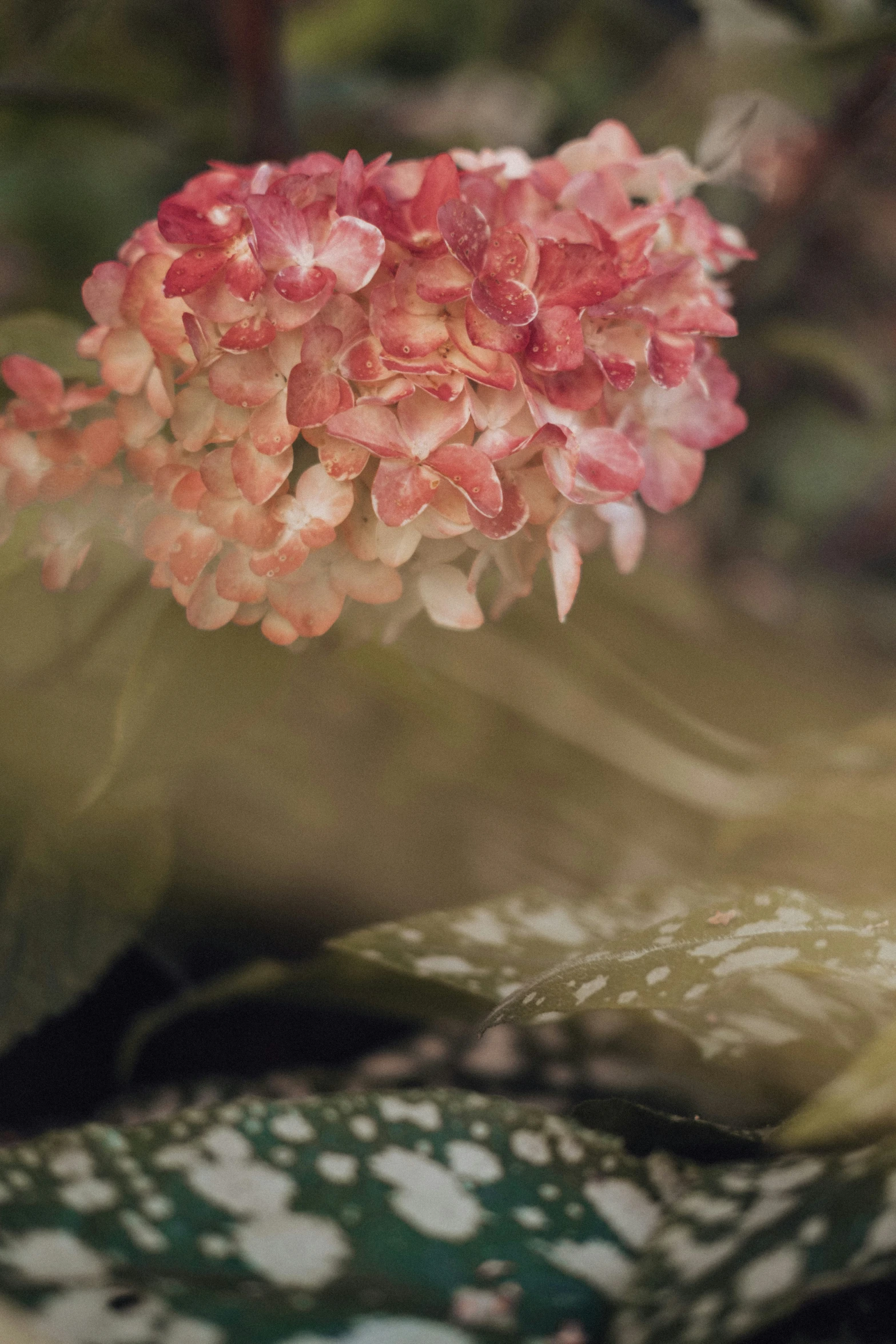 small pink flowers are growing out of the plant