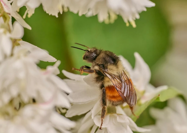 a small insect that is sitting on some flowers