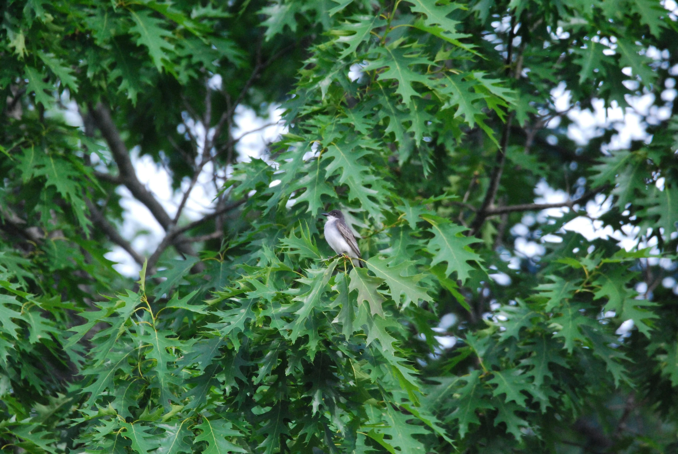 a bird perched in a tree nch surrounded by leaves