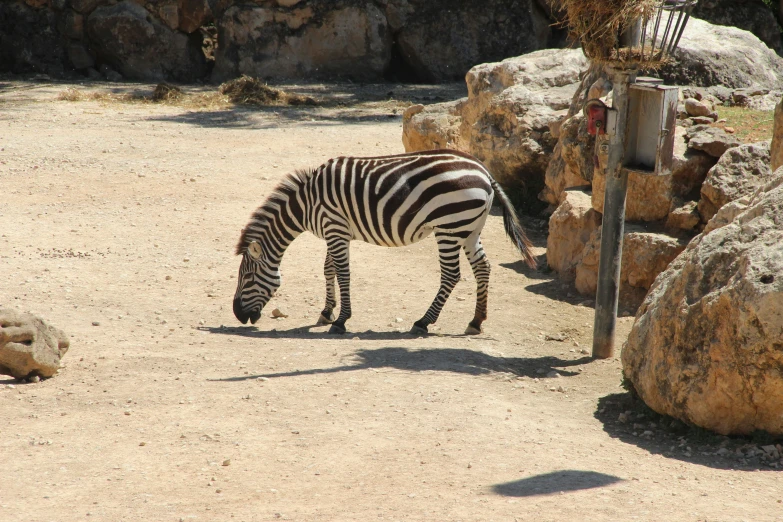 a ze grazing on grass in an enclosure