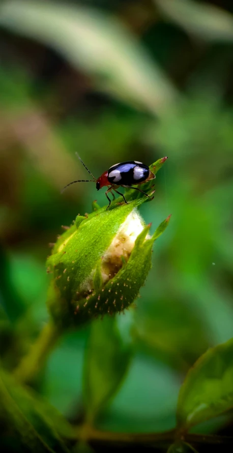 a beetle is on a leaf in the sunlight