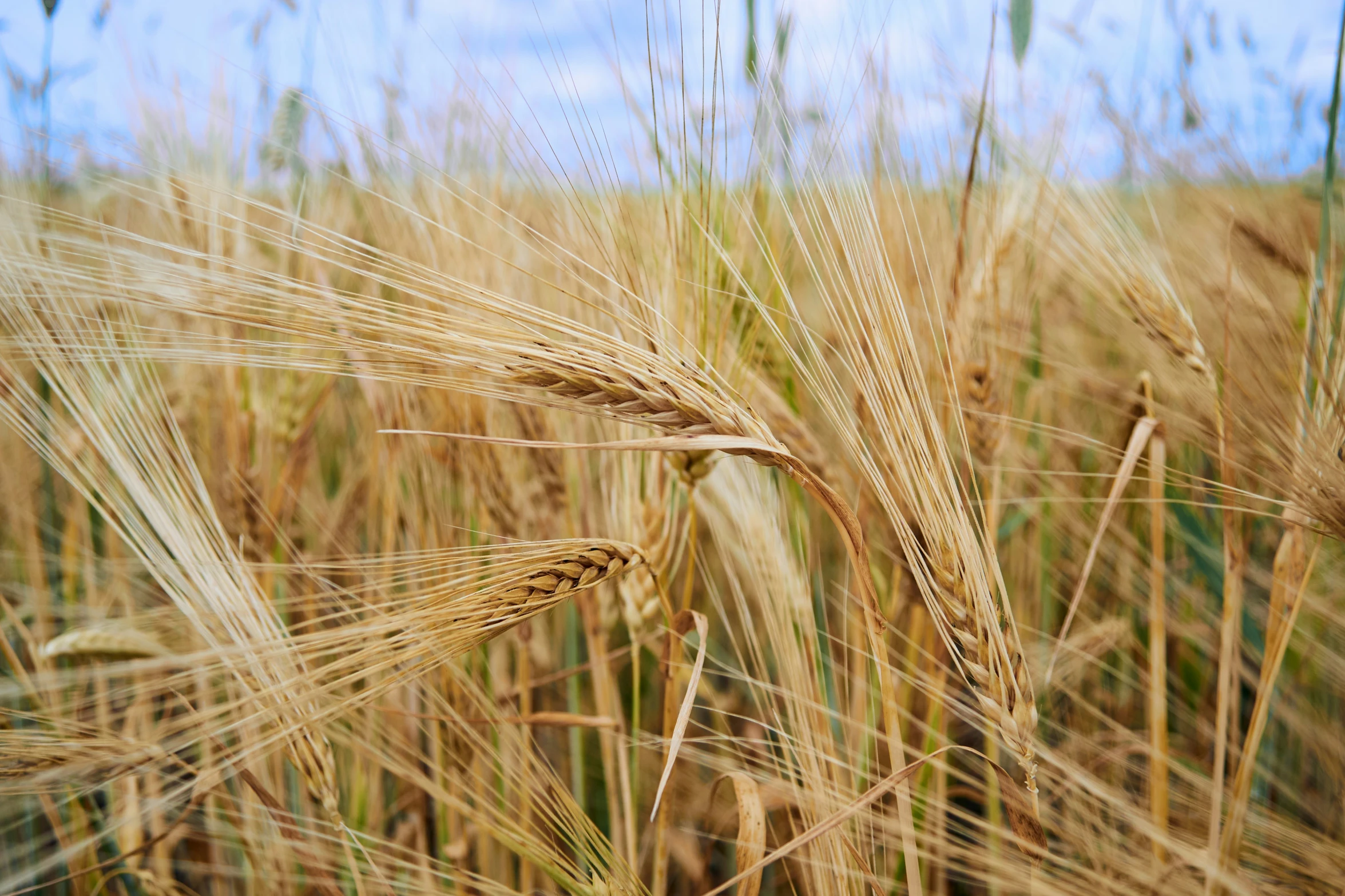 close up picture of the ripe wheat stalks