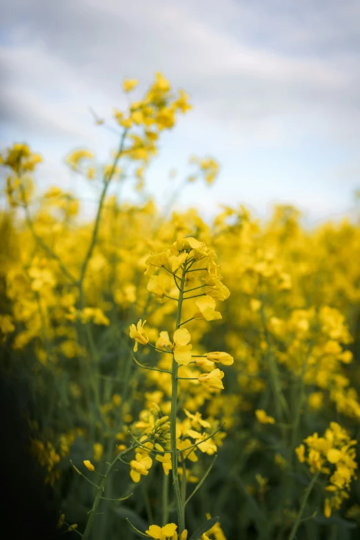 a bunch of yellow flowers sitting in the middle of the field