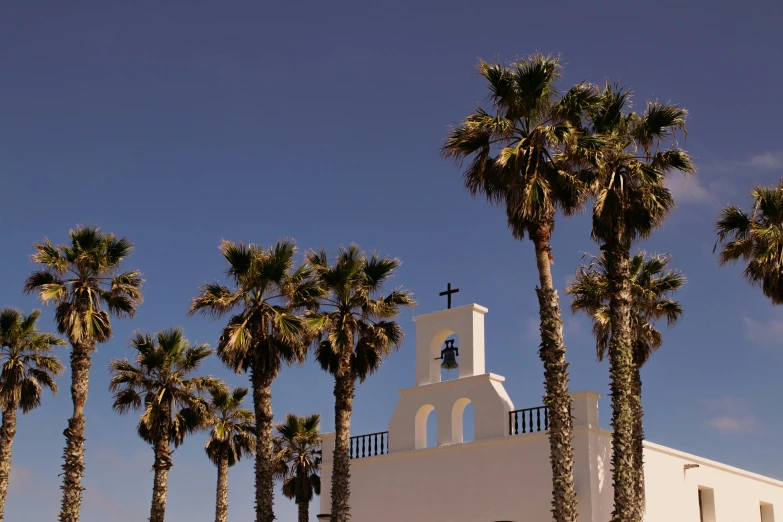 several palm trees, and a church steeple in a city