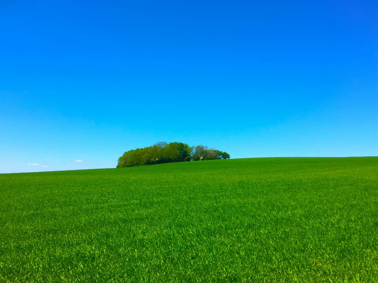 two trees stand atop a large green hill